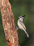 Bridled Titmouseborder=